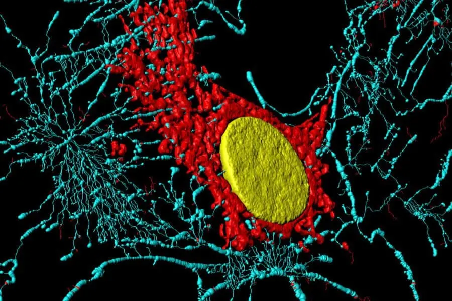 Que sont les fascias ?